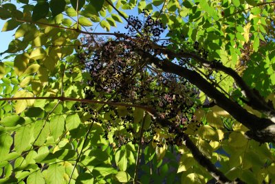 Aralia spinosa - arálie ostnitá - plodenství (2)
